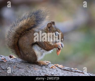 Écureuil roux tenant un cône d'épinette et mangeant les graines dans la forêt boréale, île Pyramide, parc national Jasper. (Tamiasciurus hudsonicus) Banque D'Images