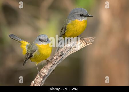 Le robin jaune de l'est (Eopsaltria australis) est un robin Australasien de l'est de l'Australie côtière et sub-côtière. Banque D'Images