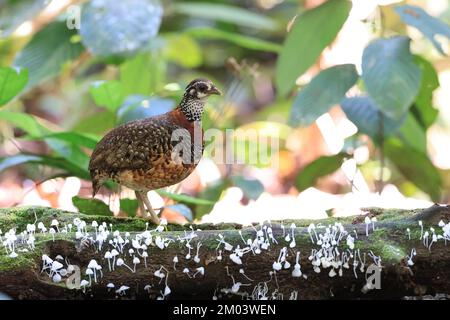 Partridge à collier de châtaignier (Tropicoperdix charltonii) à Sabah, Bornéo, Malaisie Banque D'Images