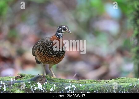 Partridge à collier de châtaignier (Tropicoperdix charltonii) à Sabah, Bornéo, Malaisie Banque D'Images