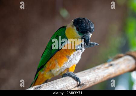 Un perroquet à tête noire (Pionites melanocephalus) ferme sur une branche mangeant des graines Banque D'Images