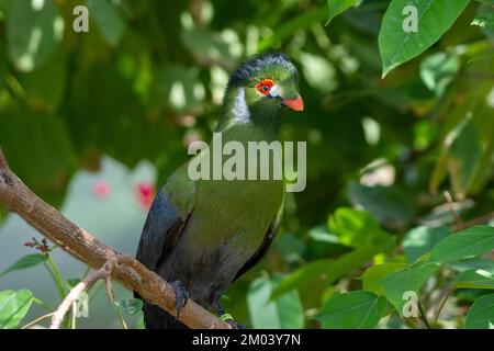 Un turaco à chetée blanche (Menelikornis leucotis) perché dans un arbre de la forêt tropicale. Banque D'Images