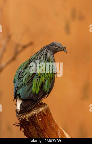 Un gros plan d'un pigeon nicobar (colombe) (Caloenas nicobarica) gros plan (vue portrait). Banque D'Images