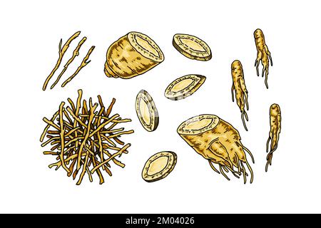 Ensemble de racines de ginseng sauvages dessinées à la main isolées sur fond blanc. Illustration vectorielle botanique en style esquisse pour emballage, logo Illustration de Vecteur