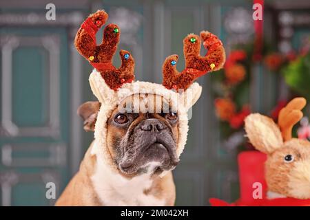 Chien Bulldog français avec bandeau de costume de renne de Noël Banque D'Images