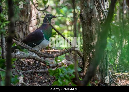 Pigeon de Nouvelle-Zélande, Kereru, en forêt au parc régional de Tawharanui, Peninsular de Tawharanui, Auckland, Île du Nord, Nouvelle-Zélande Banque D'Images