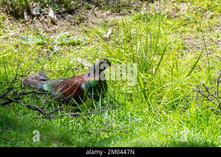 Pigeon de Nouvelle-Zélande, Kereru, dans les prairies du parc régional de Tawharanui, Peninsular de Tawharanui, Auckland, Île du Nord, Nouvelle-Zélande Banque D'Images