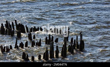 Cormorans assis sur des groynes dans la mer Baltique, Waves, Usedom, Allemagne, Europe Banque D'Images