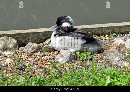 Un mâle Bufflehead (Bucephala albéola) reposant à côté d'un petit lac dans le sud de l'Angleterre Banque D'Images