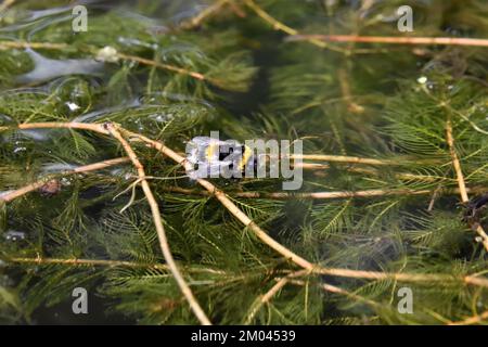 Un bourdon mort à queue de Buff (Bombus terrestris) à la surface d'un petit étang dans le sud de l'Angleterre Banque D'Images