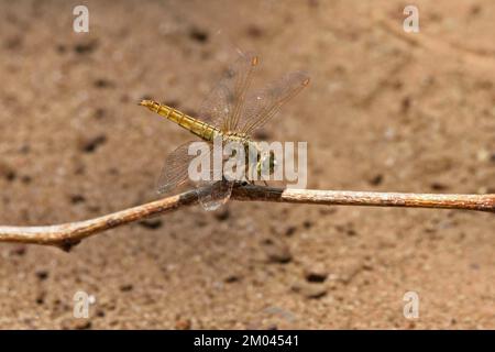 Une femelle de Dragonfly (Crocothemis servilia) scarabée sur une petite branche au soleil dans l'est de la Thaïlande Banque D'Images