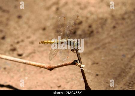 Une femelle de Dragonfly (Crocothemis servilia) scarabée sur une petite branche au soleil dans l'est de la Thaïlande Banque D'Images