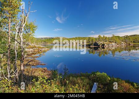 Les rives boisées se reflètent dans un lac calme, déserté, pins, Kystriksveien, Helgeland, Nordland, Norvège, Europe Banque D'Images