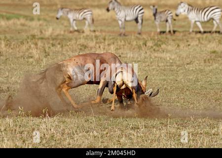 Lutte entre deux taureaux antilope de Topi lei, Réserve de gibier de Maasai Mara, Kenya, Afrique Banque D'Images