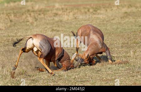 Lutte entre deux taureaux antilope de Topi lei, Réserve de gibier de Maasai Mara, Kenya, Afrique Banque D'Images
