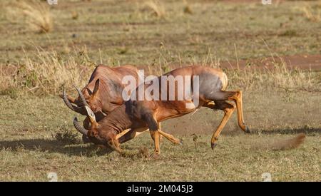 Lutte entre deux taureaux antilope de Topi lei, Réserve de gibier de Maasai Mara, Kenya, Afrique Banque D'Images