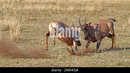 Lutte entre deux taureaux antilope de Topi lei, Réserve de gibier de Maasai Mara, Kenya, Afrique Banque D'Images