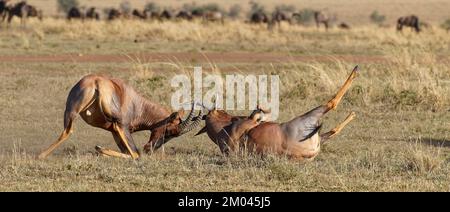 Lutte entre deux taureaux antilope de Topi lei, Réserve de gibier de Maasai Mara, Kenya, Afrique Banque D'Images