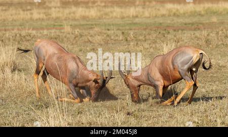 Lutte entre deux taureaux antilope de Topi lei, Réserve de gibier de Maasai Mara, Kenya, Afrique Banque D'Images