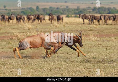 Lutte entre deux taureaux antilope de Topi lei, Réserve de gibier de Maasai Mara, Kenya, Afrique Banque D'Images