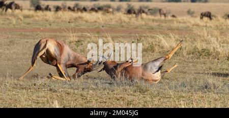 Lutte entre deux taureaux antilope de Topi lei, Réserve de gibier de Maasai Mara, Kenya, Afrique Banque D'Images