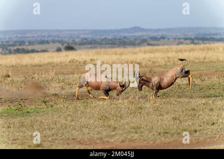 Lutte entre deux taureaux antilope de Topi lei, Réserve de gibier de Maasai Mara, Kenya, Afrique Banque D'Images