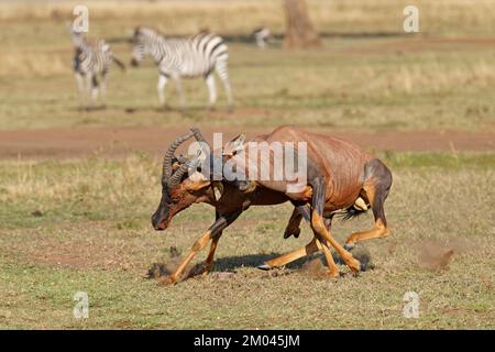 Lutte entre deux taureaux antilope de Topi lei, Réserve de gibier de Maasai Mara, Kenya, Afrique Banque D'Images
