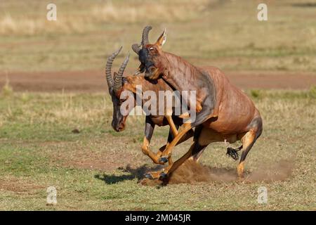 Lutte entre deux taureaux antilope de Topi lei, Réserve de gibier de Maasai Mara, Kenya, Afrique Banque D'Images