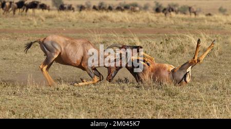 Lutte entre deux taureaux antilope de Topi lei, Réserve de gibier de Maasai Mara, Kenya, Afrique Banque D'Images