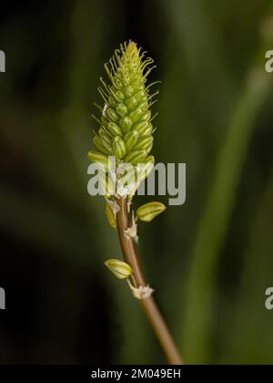 Petite plante sauvage de Kopieva de l'espèce Bulbine frutescens Banque D'Images