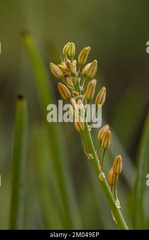 Petite plante sauvage de Kopieva de l'espèce Bulbine frutescens Banque D'Images