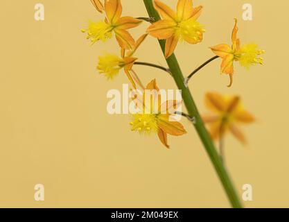 Petite plante sauvage de Kopieva de l'espèce Bulbine frutescens Banque D'Images