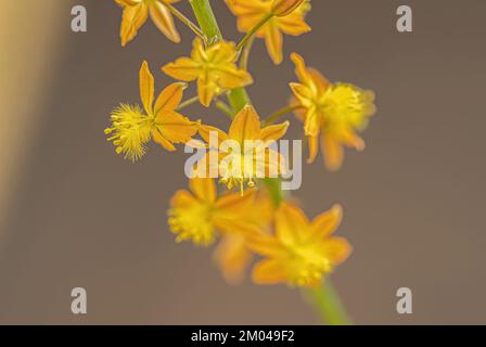 Petite plante sauvage de Kopieva de l'espèce Bulbine frutescens Banque D'Images