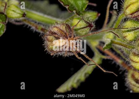 Araignée sac à long pattes adulte du genre Cheiracanthium Banque D'Images