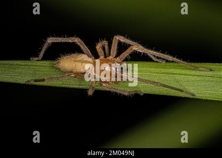 Araignée sac à long pattes adulte du genre Cheiracanthium Banque D'Images