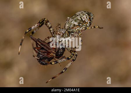 Araignée de crabe femelle adulte du genre Titidius prêchant sur un adulte femelle Carpenter Ant du genre Camponotus Banque D'Images