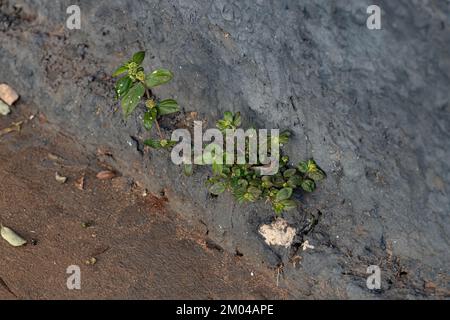 Petite asthme plante de l'espèce Euphorbia hirta Banque D'Images