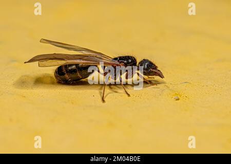 Adulte femelle à tête large Ant Queen du genre Pheidole Banque D'Images