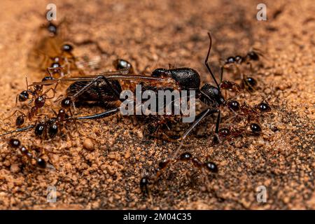 Ants à tête grosse femelles adultes du genre Pheidole prêchant sur un Carpenter à ailes mâles adultes Ant du genre Camponotus Banque D'Images