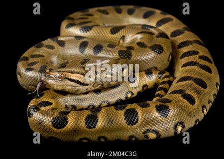 Vert Anaconda (Eunectes murinus) Banque D'Images