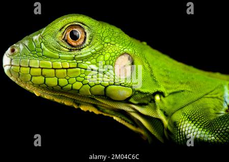 Iguana vert (iguana iguana) juvénile Banque D'Images