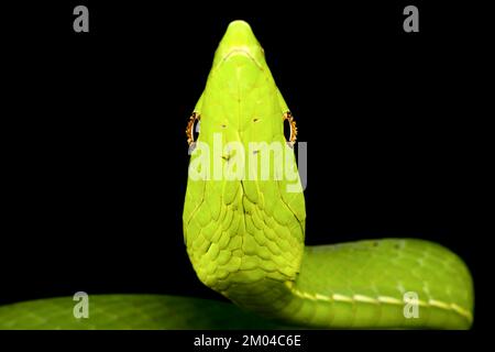 Serpent vert de vigne (Oxybeli fulgidus) Banque D'Images