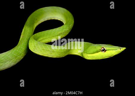 Serpent vert de vigne (Oxybeli fulgidus) Banque D'Images