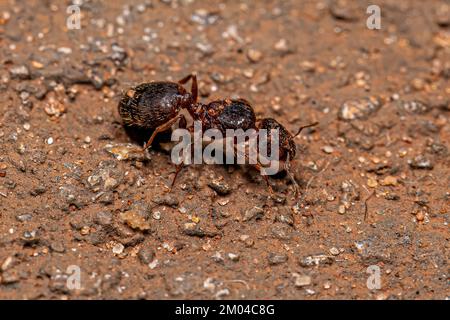 Adulte femelle à tête large Ant Queen du genre Pheidole Banque D'Images