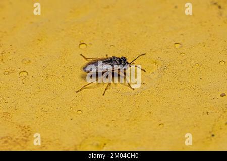 Insecte adulte de la famille des Geocoridae Banque D'Images