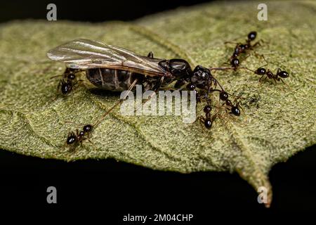 Ants à tête large femelle adulte du genre Pheidole prêchant sur un Ant à tête large femelle adulte de la tribu Leptomyrmecini Banque D'Images