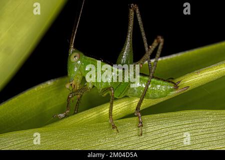 Le petit Meadow Katydid Nymph du genre Conocephalus Banque D'Images