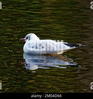 Mouette à tête noire flottant sur le lac de pêche de Moss Valley, Brynteg, Wrexham, pays de Galles du Nord, Royaume-Uni Banque D'Images