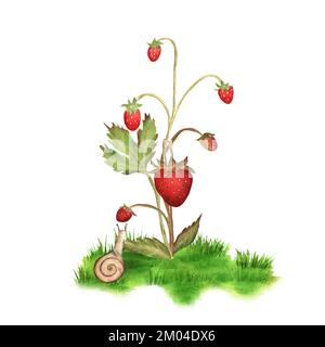 Fraise sauvage dessinée à la main avec un escargot à proximité. Une petite scène de la vie forestière. Illustration aquarelle pour la conception d'emballages, l'impression de produits Banque D'Images