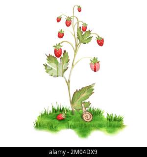 Fraise sauvage dessinée à la main avec un escargot à proximité. Une petite scène de la vie forestière. Illustration aquarelle pour la conception d'emballages, l'impression de produits Banque D'Images